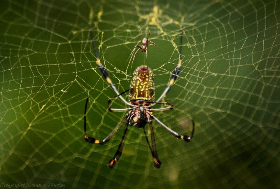 A golden orb weaver and her mate
