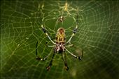 A golden orb weaver and her mate: by annamaria828, Views[407]
