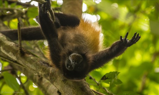 A playful howler, just monkeying around, hanging upside down for my camera