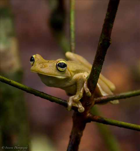 This gladiator frog woke up from his nap to play