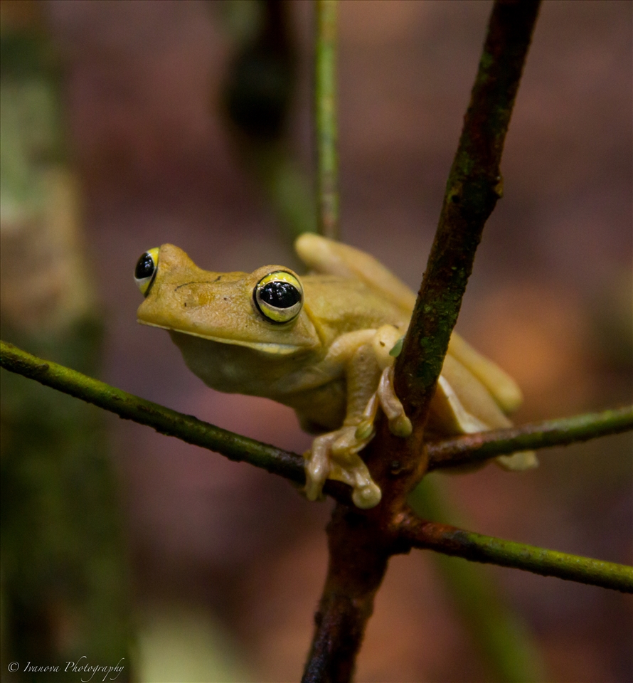 This gladiator frog woke up from his nap to play