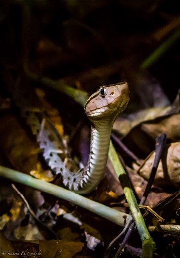 A regal portrait of a young venomous Fer De Lance, found on a night hike