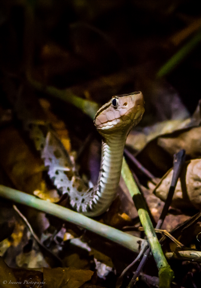 A regal portrait of a young venomous Fer De Lance, found on a night hike