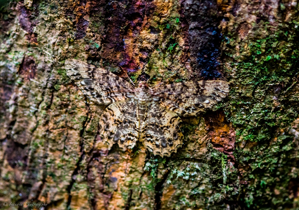 This perfect camouflage almost worked on me until I looked a little closer