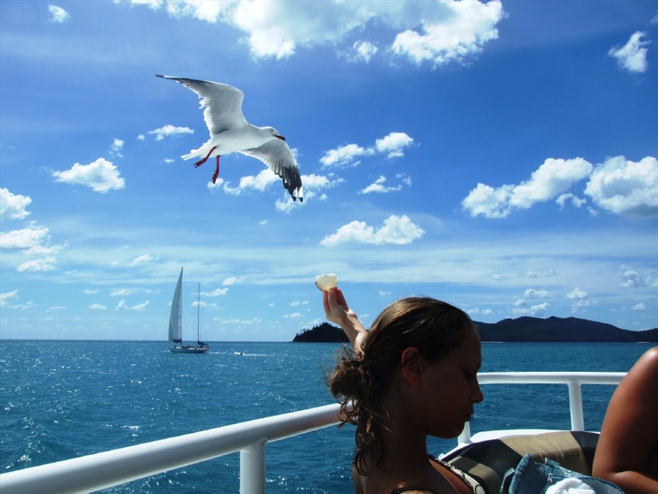 PATIENCE AND PERSISTENCE: A seagull eyes its food as a woman obliges with a piece of bread while on a cruise to Whitehaven Beach in the Whitsundays, a group of 74 islands in the heart of the Great Barrier Reef off the coast of Queensland. The small coastal town of Airlie Beach in the Whitsunday region is the best known jump-off point for a cruise to the islands. A cruise to Whitehaven Beach takes about two hours or less with remarkable sights like this making you feel one with nature. 

