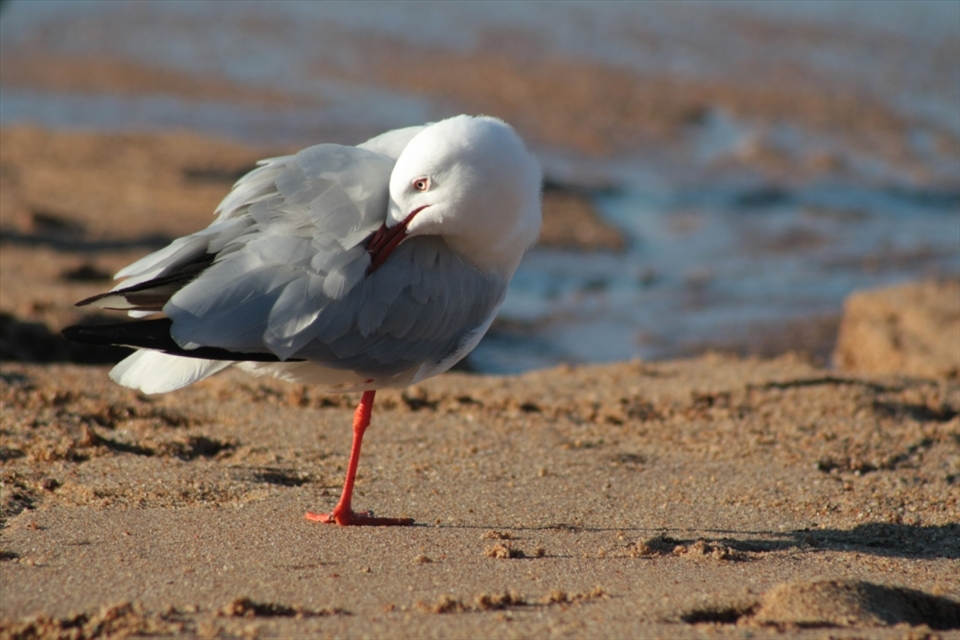 Beaches can easily get crowded but for a coastal city with a low population density (like most of Queensland) heading off to one like The Strand is more about communing with the noise of nature and sights of serenity, with coastal birds frolicking in the sand and water, as a seagull basks in low tide during winter. 