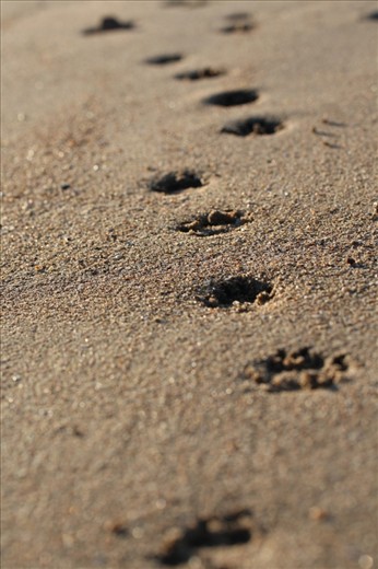 A dog leaves a trail of paw prints after a morning walk when the tide is low in South Townsville. People and pets alike enjoy the city’s average of 320 days of sunshine a year especially in areas like this where dogs can run around freely and dig to their heart’s content. 