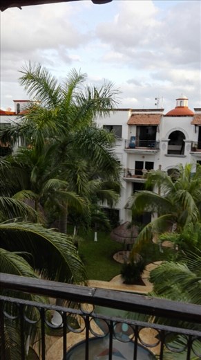 En dan word je wakker, en er staan plots kokospalmen in de achtertuin! 