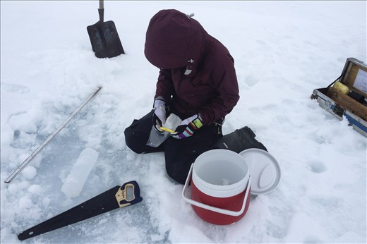 Collecting the bottom of ice cores to study the algae bloom. 06/13/14 Cambridge 