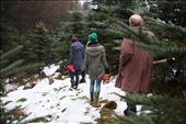 The change in weather means that Josef and his family can finally enter the forest in search of a Christmas tree. A carpenter by trade, Josef is assisted by three of his four daughters to help him transport the tree back to their village.: by annemoff, Views[503]