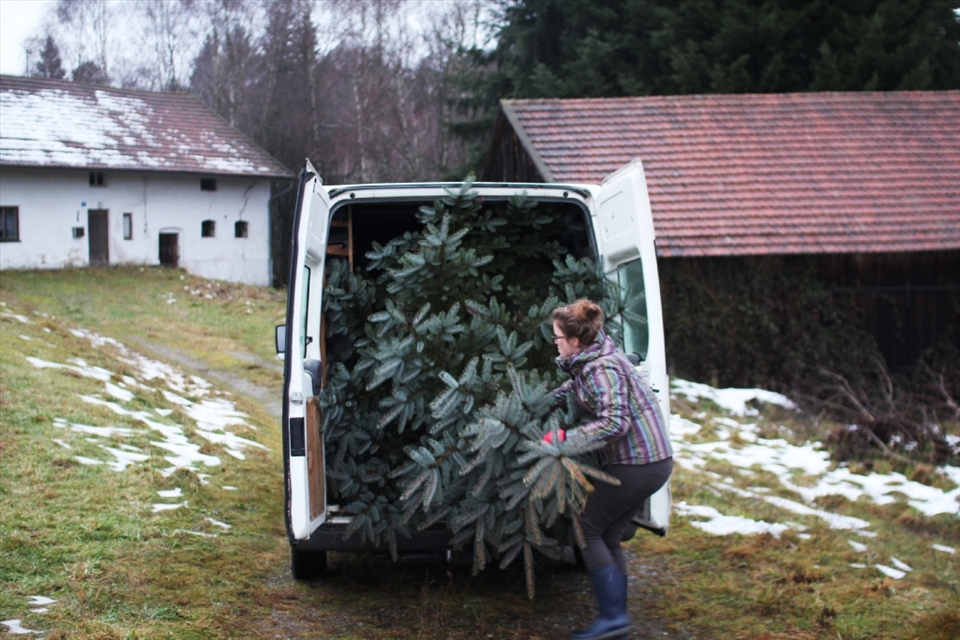 The perfect tree has been found! The only problem is trying to fit the tree into the van.