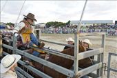 Bronc rider Lee Bowker prepares to ride out 8 seconds on a bucking bronco.: by annettechisholm, Views[873]