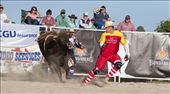 Rodeo Clown Michael Slattery draws the bull off a fallen rider (rear): by annettechisholm, Views[644]
