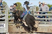Bull rider Brain Atkins tries his riding skills against  bull Ariat Evil Eye.: by annettechisholm, Views[435]