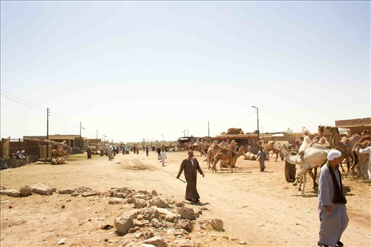 Birqash Camels Market, the largest market for camels in Egypt ,25 acres . 