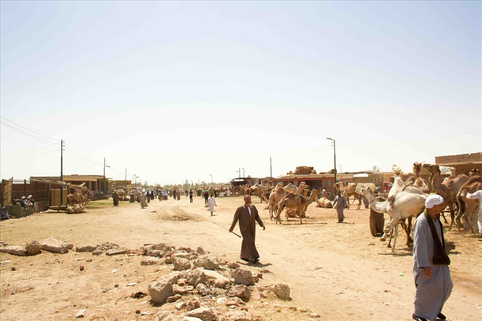 Birqash Camels Market, the largest market for camels in Egypt ,25 acres . 