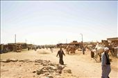 Birqash Camels Market, the largest market for camels in Egypt ,25 acres . : by anomadforever, Views[392]