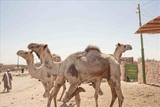tying a leg is for limiting the camels movement for not to hurt the visitors.