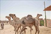 tying a leg is for limiting the camels movement for not to hurt the visitors.: by anomadforever, Views[578]