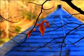 Colors Of Spring: by anshuln, Views[362]