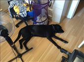 My dog sleeping : by anthony_w, Views[258]