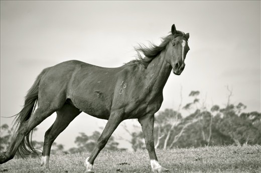 The Stare of a Brumby