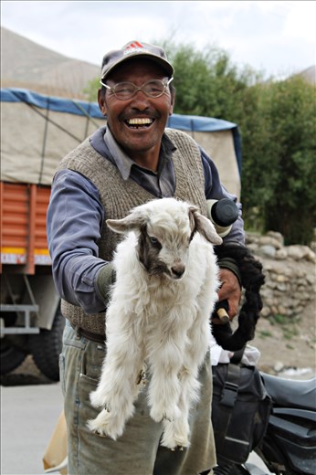 The ever friendly Mr. Uncle who gladly offered his sheep.Ladakhi people truly believe in the principle of 