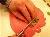 Chopping cilantro: by anvarnizamov, Views[256]