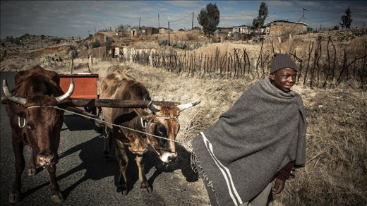 Ox carts are the main transport used in rural Lesotho to reach town from a village.