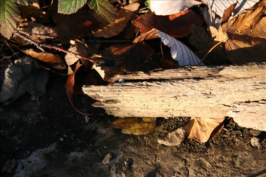 This is from my Texture work, a very detailed, dry tree branch.