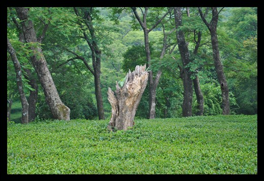 I kept gathering my scattered pieces and walking further. I saw this lone and lifeless damaged tree bark amidst the greenery. It took me back to own state when I felt so shallow and in despair even with those colors and lives around me. My eyes then noticed those green, tender and fresh leaves budding out of the bark which looked damaged to me. I could still relate to it, maybe now in altogether different note. Even it longed for the spring, will eventually come out of the gloom and be colorful yet again.