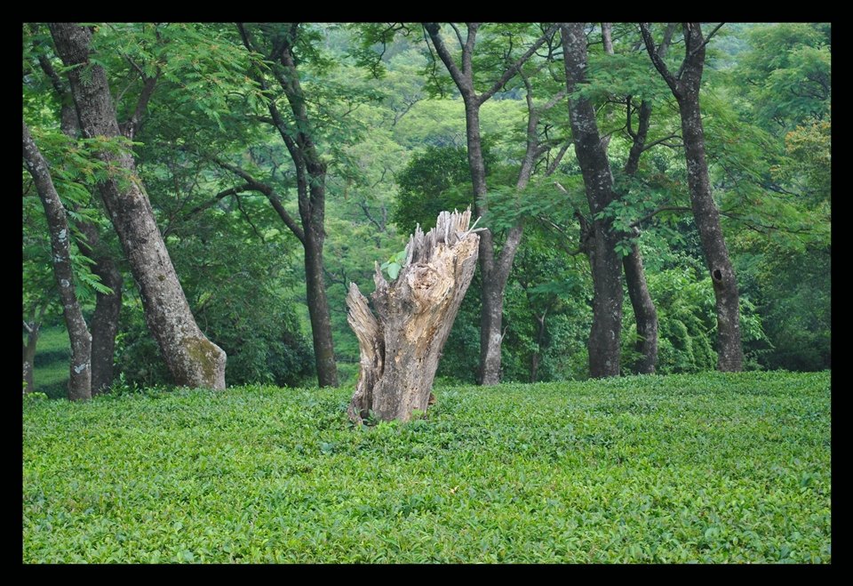 I kept gathering my scattered pieces and walking further. I saw this lone and lifeless damaged tree bark amidst the greenery. It took me back to own state when I felt so shallow and in despair even with those colors and lives around me. My eyes then noticed those green, tender and fresh leaves budding out of the bark which looked damaged to me. I could still relate to it, maybe now in altogether different note. Even it longed for the spring, will eventually come out of the gloom and be colorful yet again.