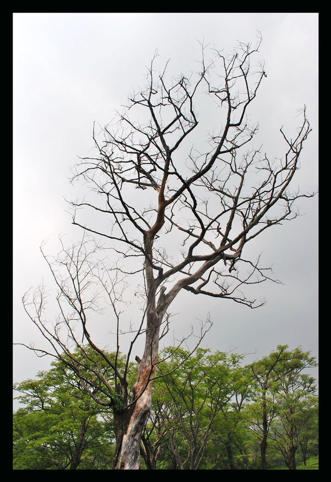 Still feeling heavy at heart, I kept capturing the lifelessness and barrenness.  Jittering and shivering with that fear of losing myself in this recurring cycle of pain. My heart belonged to autumn and yet kept longing for the spring.