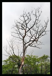 Still feeling heavy at heart, I kept capturing the lifelessness and barrenness.  Jittering and shivering with that fear of losing myself in this recurring cycle of pain. My heart belonged to autumn and yet kept longing for the spring.: by aprajitapandey, Views[385]