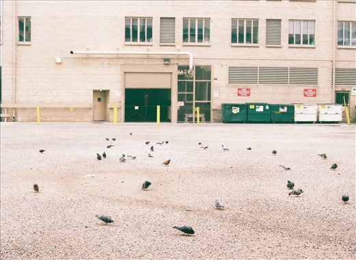 Pigeons scavenge for food off 17th St.