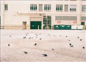 Pigeons scavenge for food off 17th St.: by apricated, Views[205]
