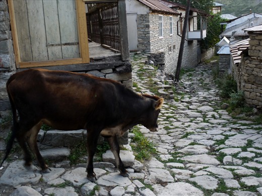 The cobbled streets of Lahic are empty. No one to keep us company but this cow