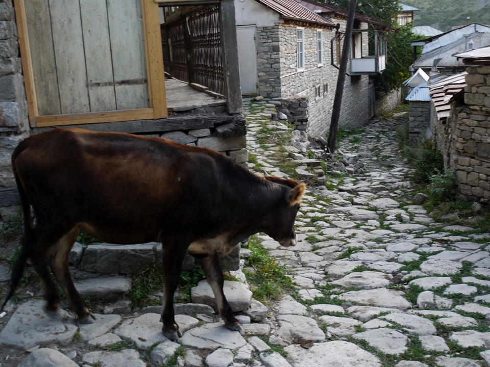 The cobbled streets of Lahic are empty. No one to keep us company but this cow
