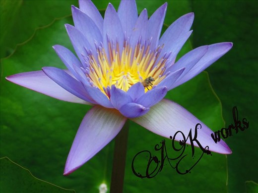 honey bee hides inside lily