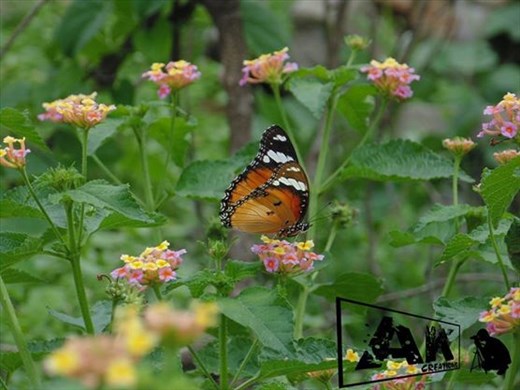 a sharp click of a butterfly when it sucks its nector from flowers
