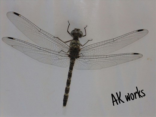 dragon fly poses to me .... source of invention of helicopter