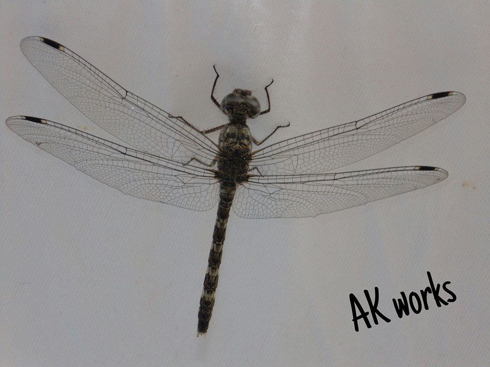 dragon fly poses to me .... source of invention of helicopter