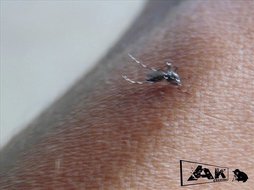 a mosquito bite capture in my hands