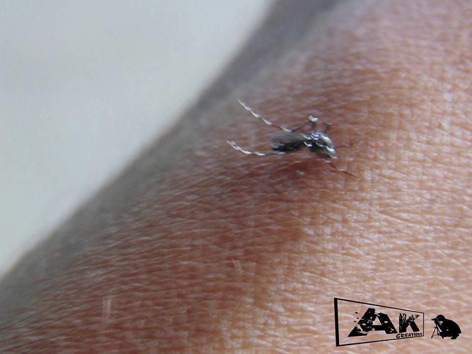 a mosquito bite capture in my hands