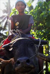 Bullboy? : by arch, Views[329]