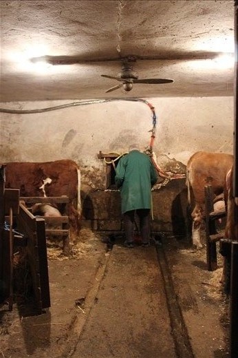 Grandfather attending to his herd in the evening, signaling the end of day.