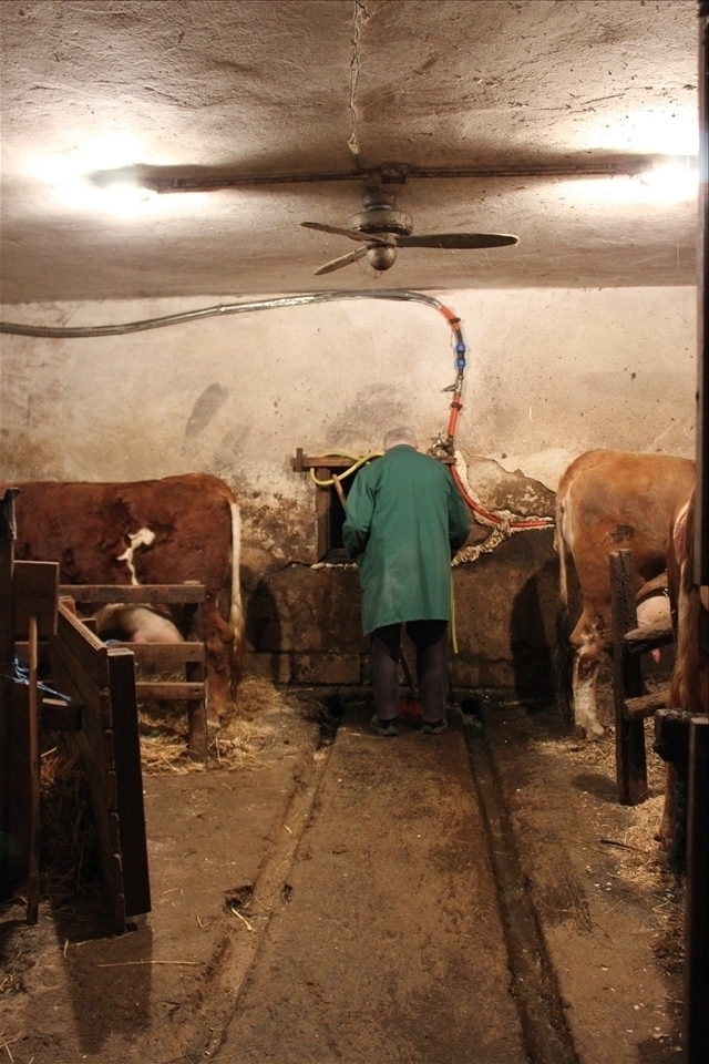 Grandfather attending to his herd in the evening, signaling the end of day.