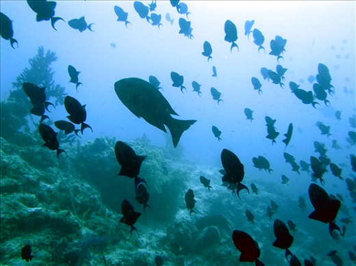 Schooling. Blue Triggerfish (Pseudobalistes fuscus) schooling in the reef of Hog