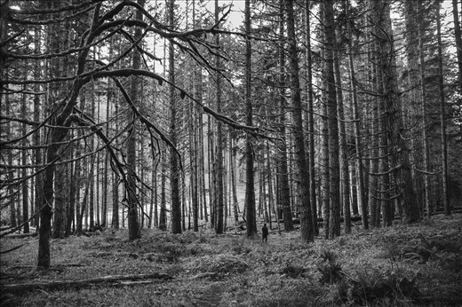 My Father, a native of the Olympic Peninsula, hikes up the Elwah every couple of months to see how the river has changed.