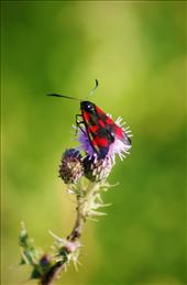 by archwilio, Views[258]